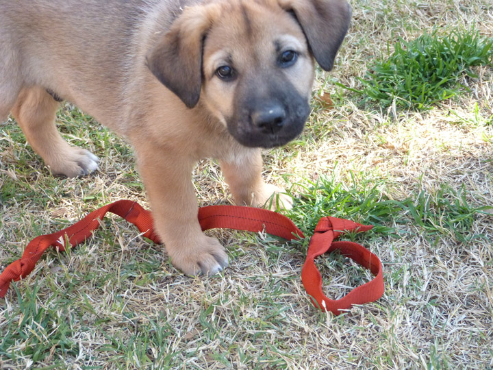 chinook dog